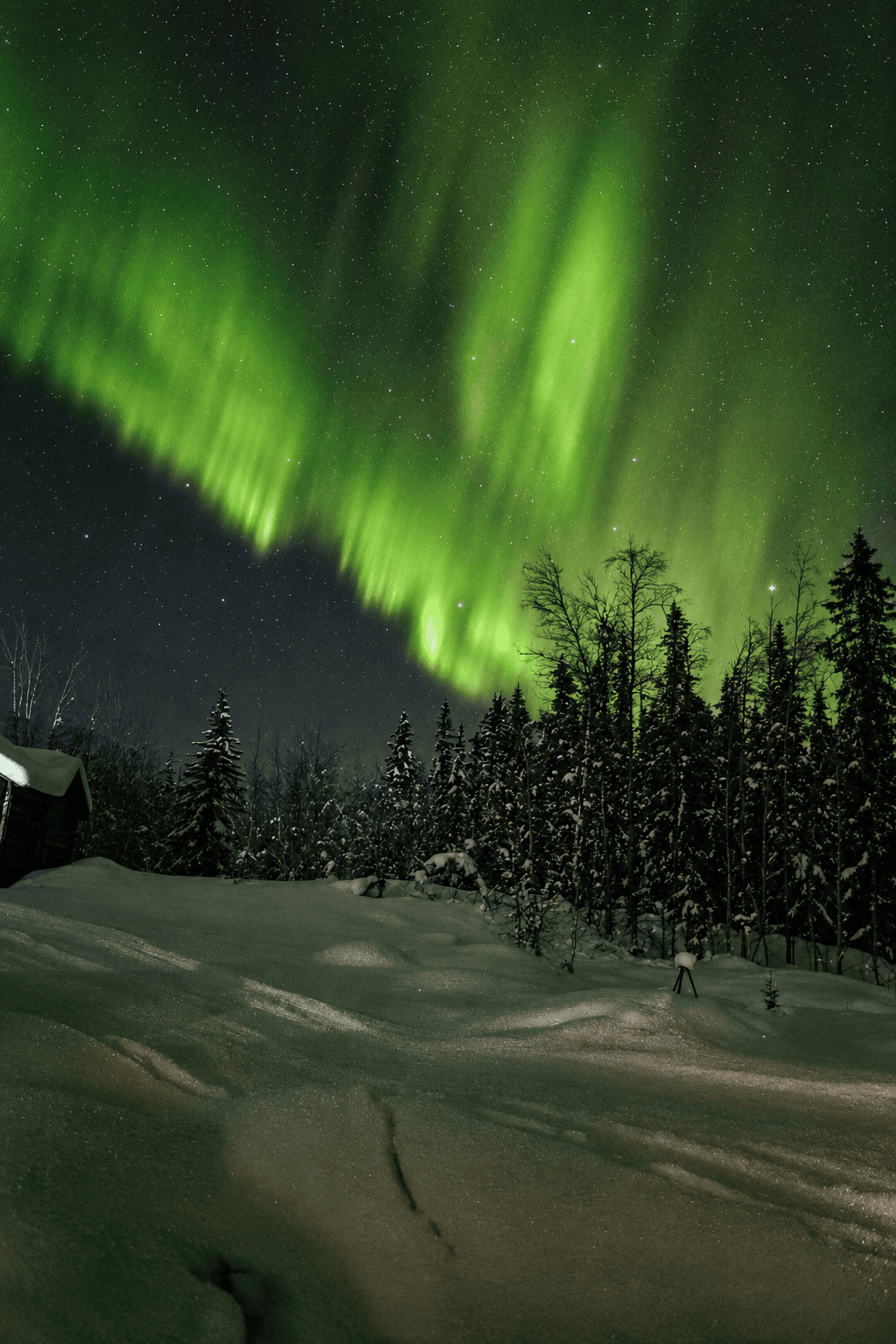 Gruenes Nordlicht ueber verschneitem Waldhang