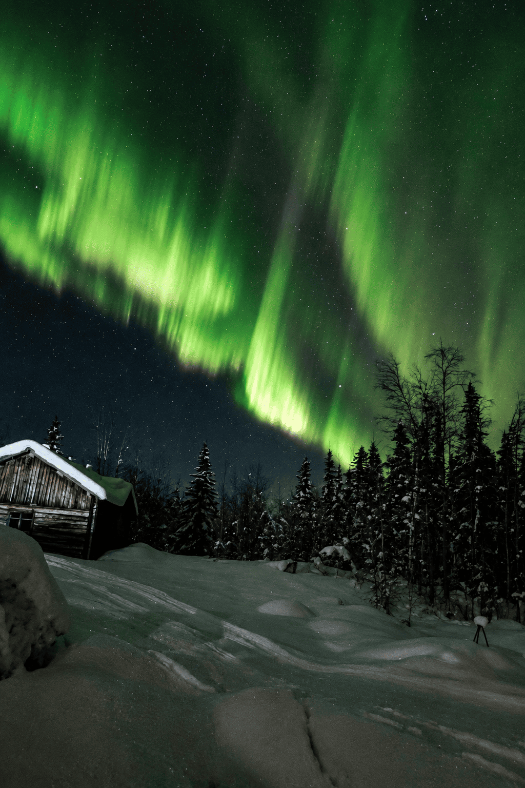 Nordlicht ueber verschneitem Wald und Huette in Schwedisch-Lappland