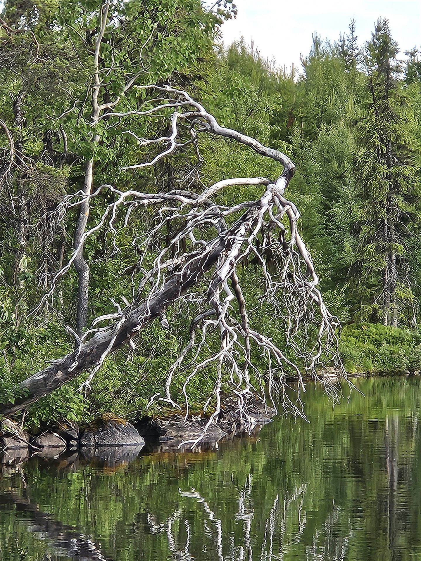 Totholz am Ufer eines stillen Waldsees