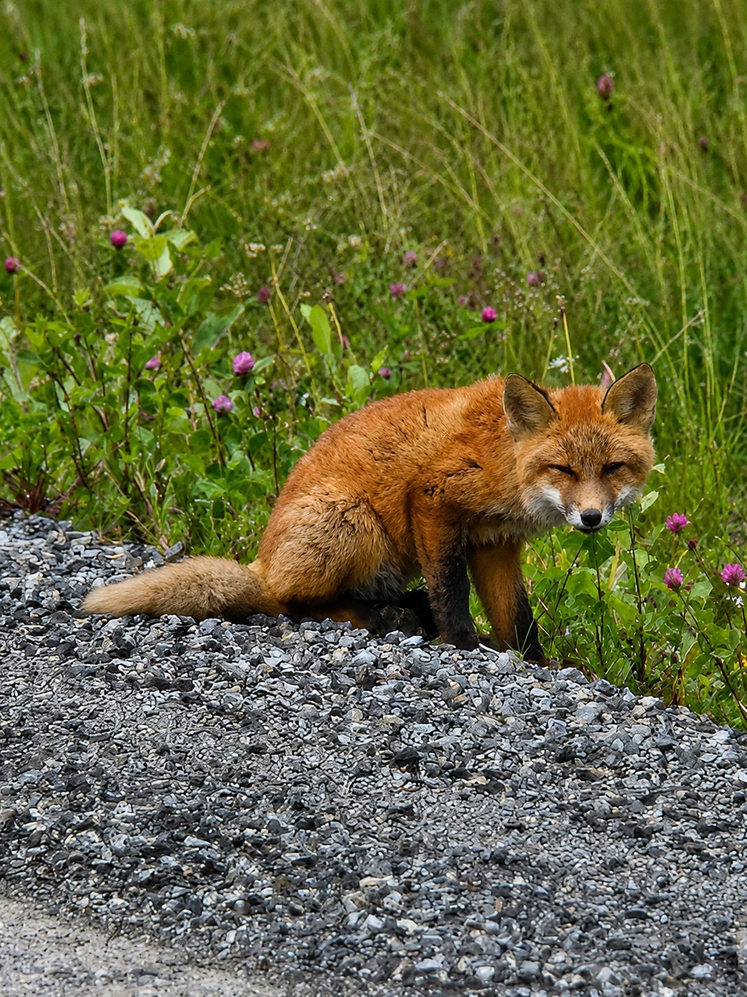 Fuchs auf einem Schotterweg zwischen Sommergras