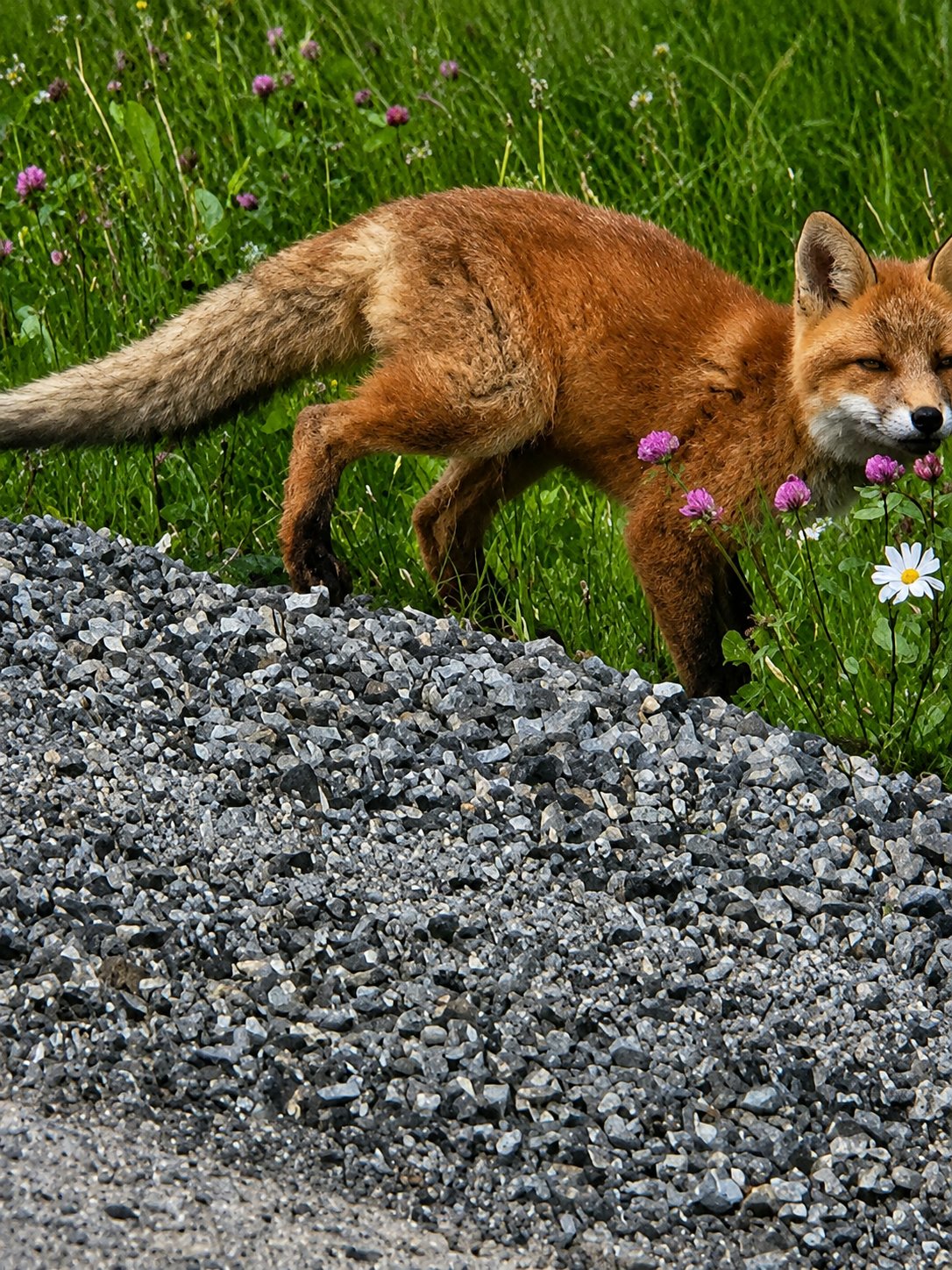 Fuchs am Wegrand zwischen Gras und Blumen