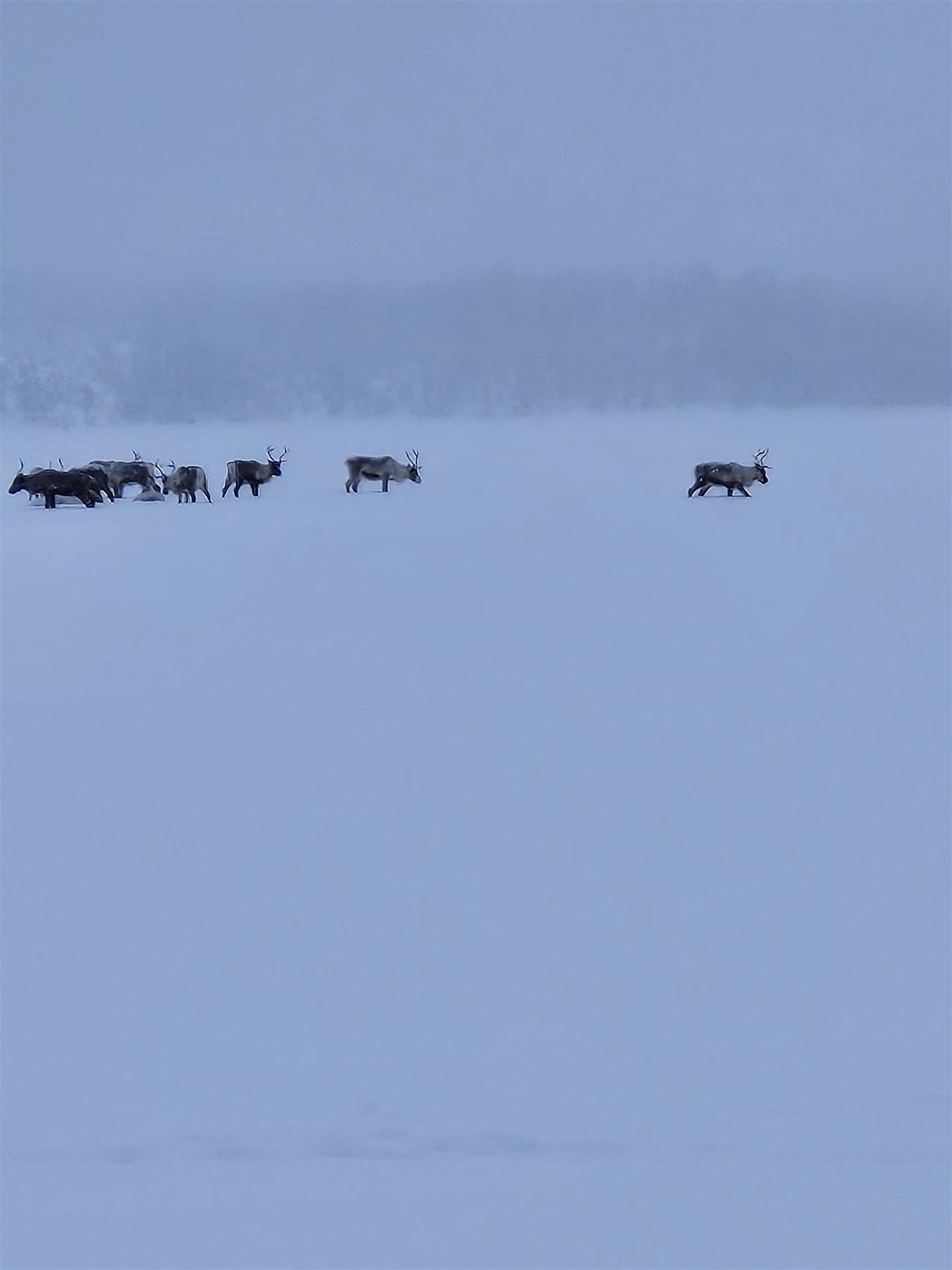 Rentierherde auf einem blauen Schneefeld